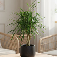 Mini Dracaena Marginata
