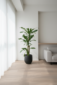 Large Dracaena Fragrans (Iron Tree) - Potted plant -  Tumbleweed Plants