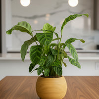 Calathea Zebrina