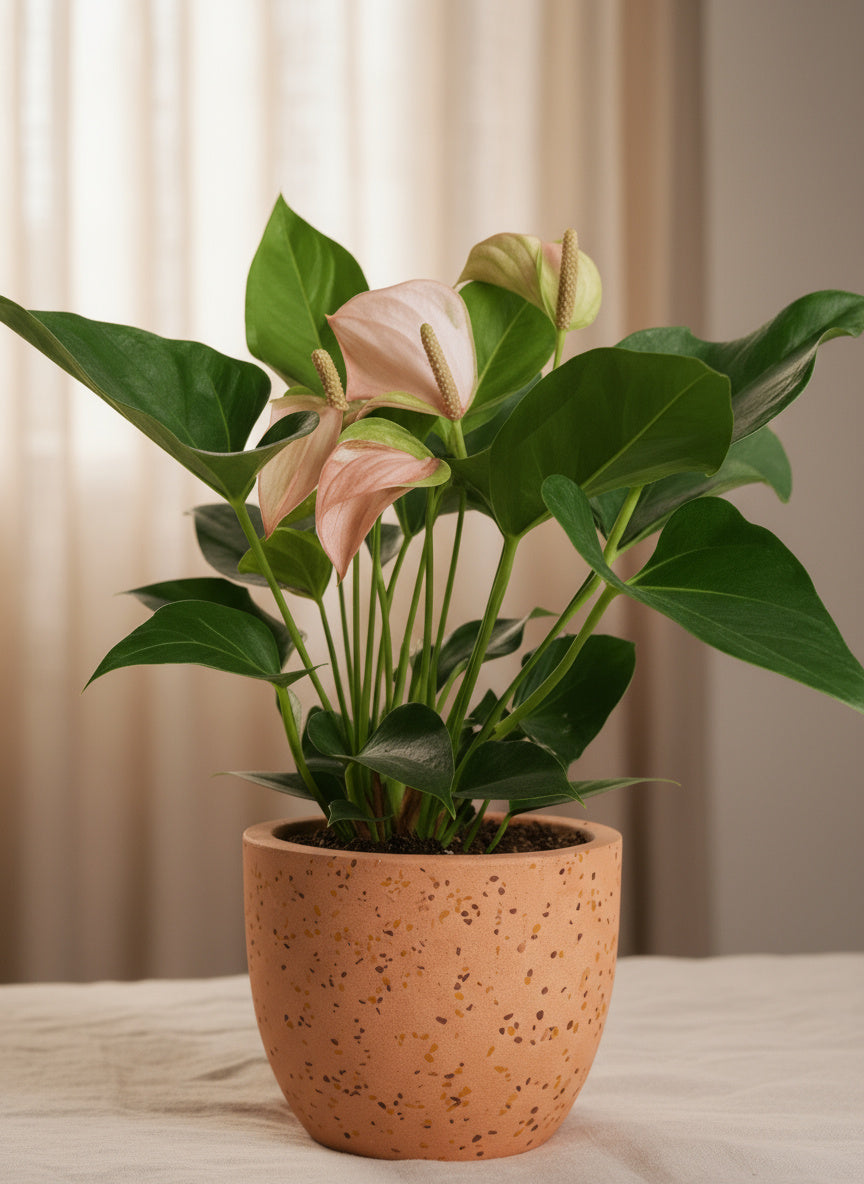 Anthurium Flamingo Pink - Potted plant -  Tumbleweed Plants