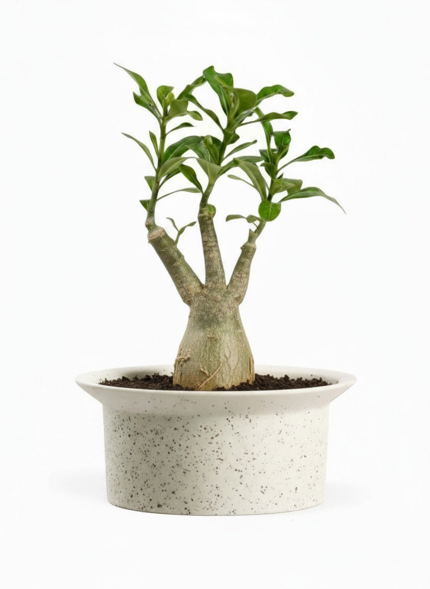 Adenium Desert Rose Plant