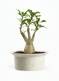Adenium Desert Rose Plant