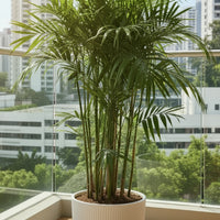 Bamboo Palm