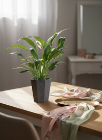 Peace Lily - Big Leaf (0.4m)