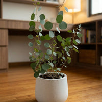 Eucalyptus - Japan