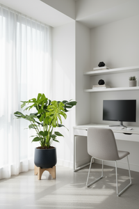 Monstera Deliciosa XL (1m) - Potted plant -  Tumbleweed Plants