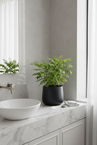 Large Curry Leaf Plant - Potted plant -  Tumbleweed Plants