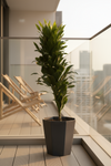 Dracaena Compacta - Potted plant -  Tumbleweed Plants