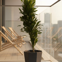 Dracaena Compacta