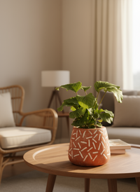 Calathea Orbifolia - Potted plant -  Tumbleweed Plants