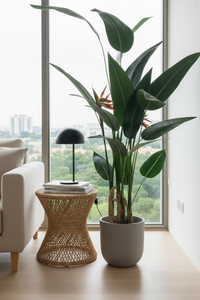 Artificial Heliconia Plant - Potted plant -  Tumbleweed Plants