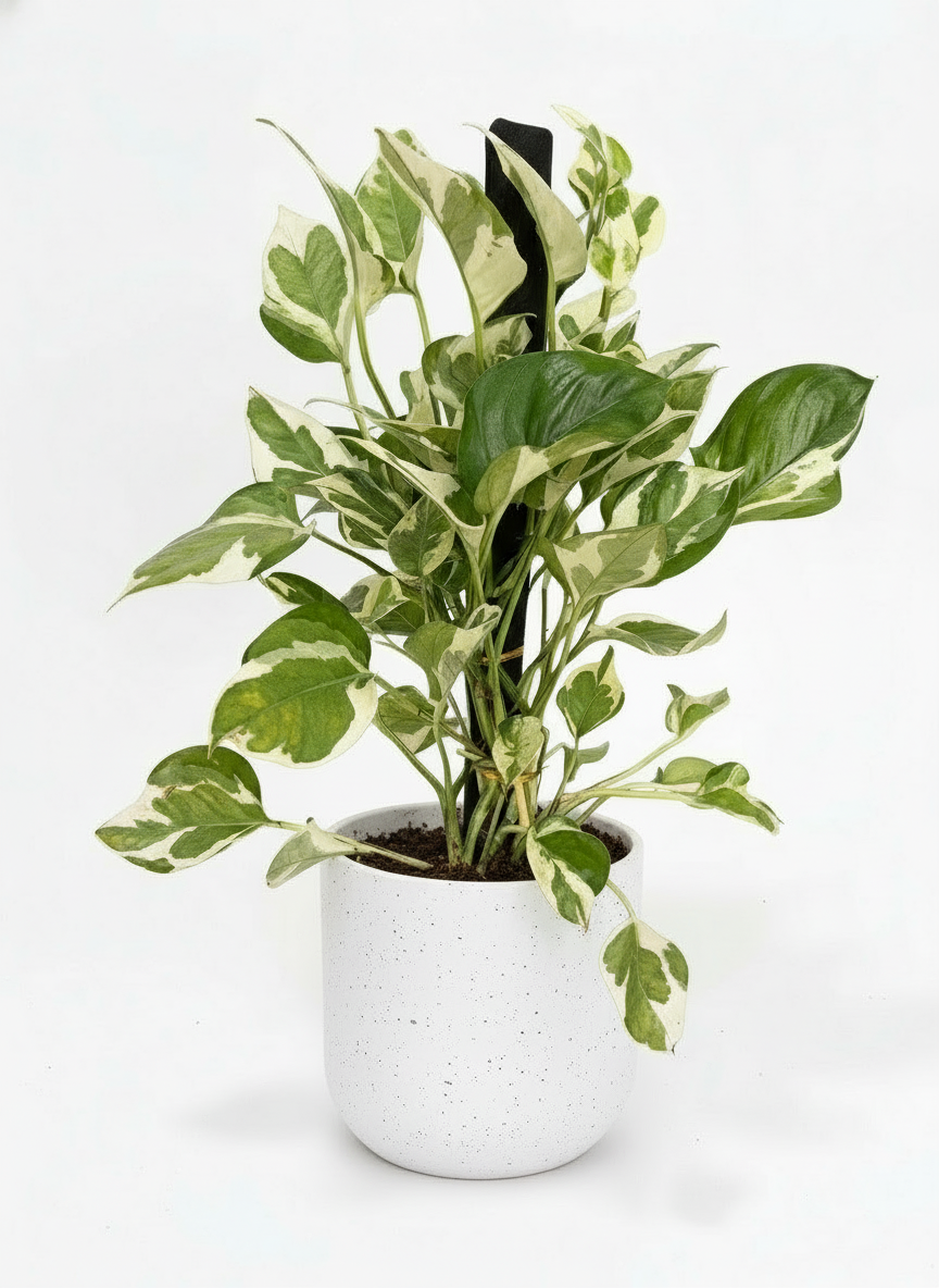 Pothos N'Joy - coco