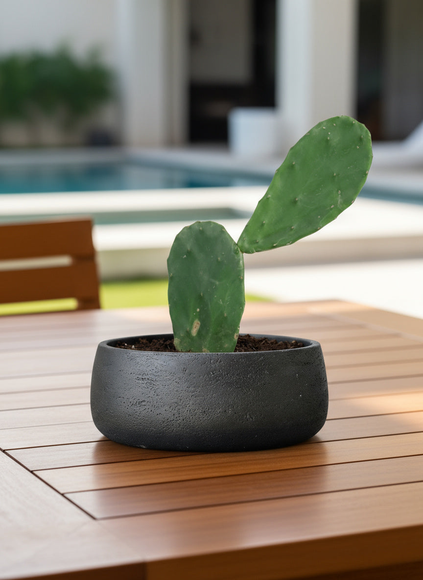 Prickly Pear Cactus (0.3)