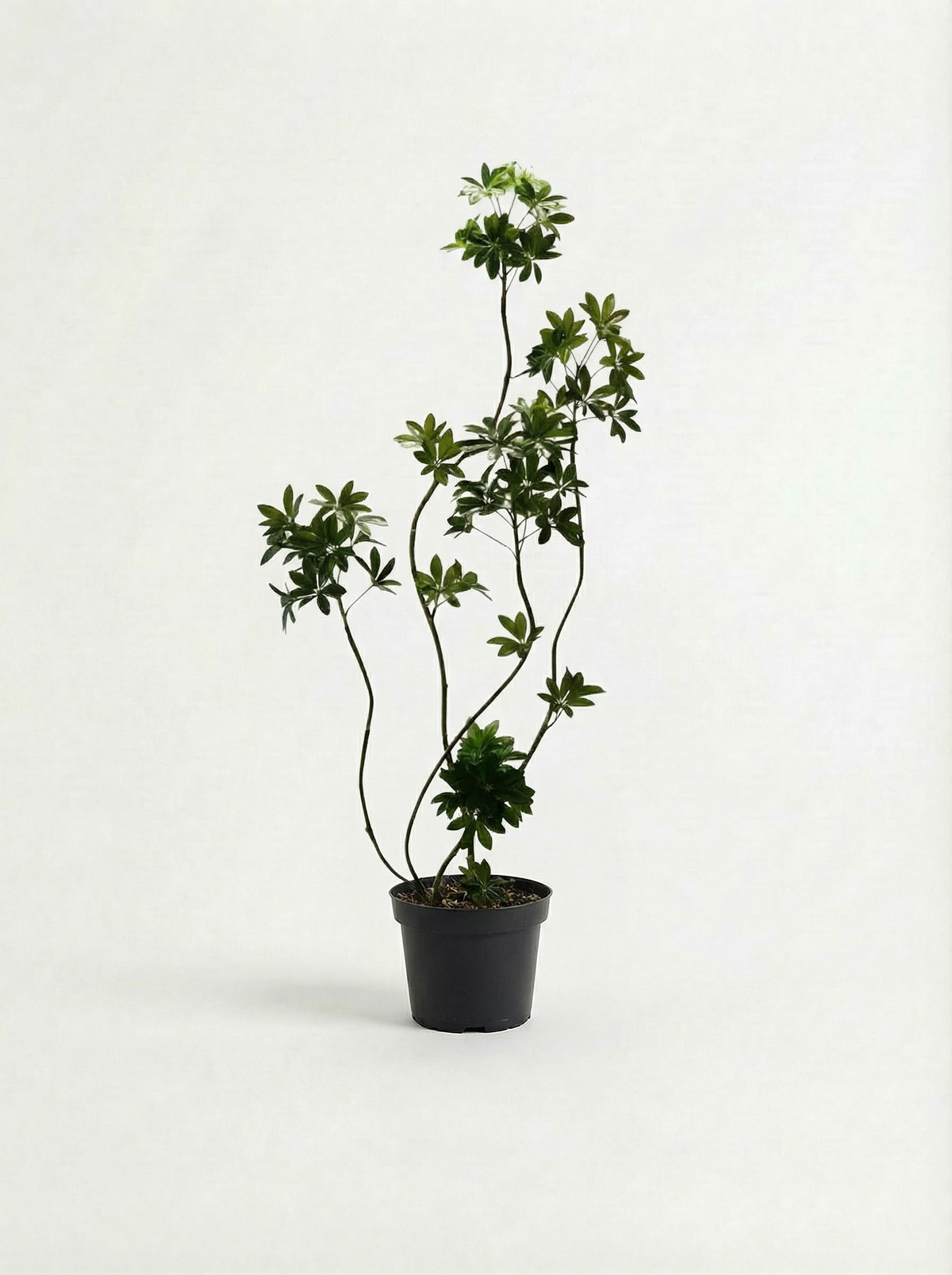 Dwarf Umbrella Tree (Life-like Artificial)