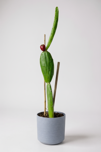 Prickly Pear Cactus (0.4m) - Potted plant -  Tumbleweed Plants