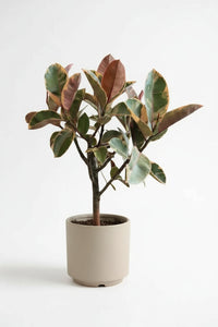 Ficus Elastica Ruby - Rubber Tree Variegated - Potted plant -  Tumbleweed Plants
