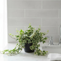 English Ivy Medium