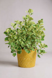 Ficus Triangularis Variegated Junior - Potted plant -  Tumbleweed Plants