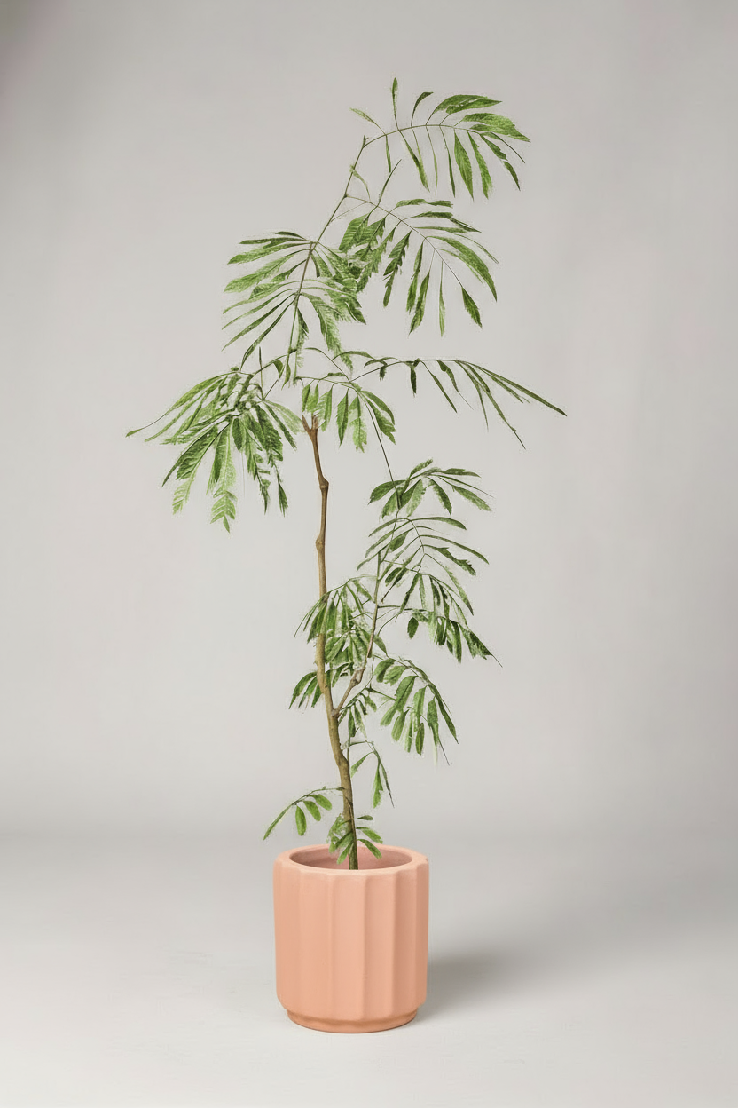 Everfresh Tree (Japan) 0.9-1.3m - Potted plant -  Tumbleweed Plants