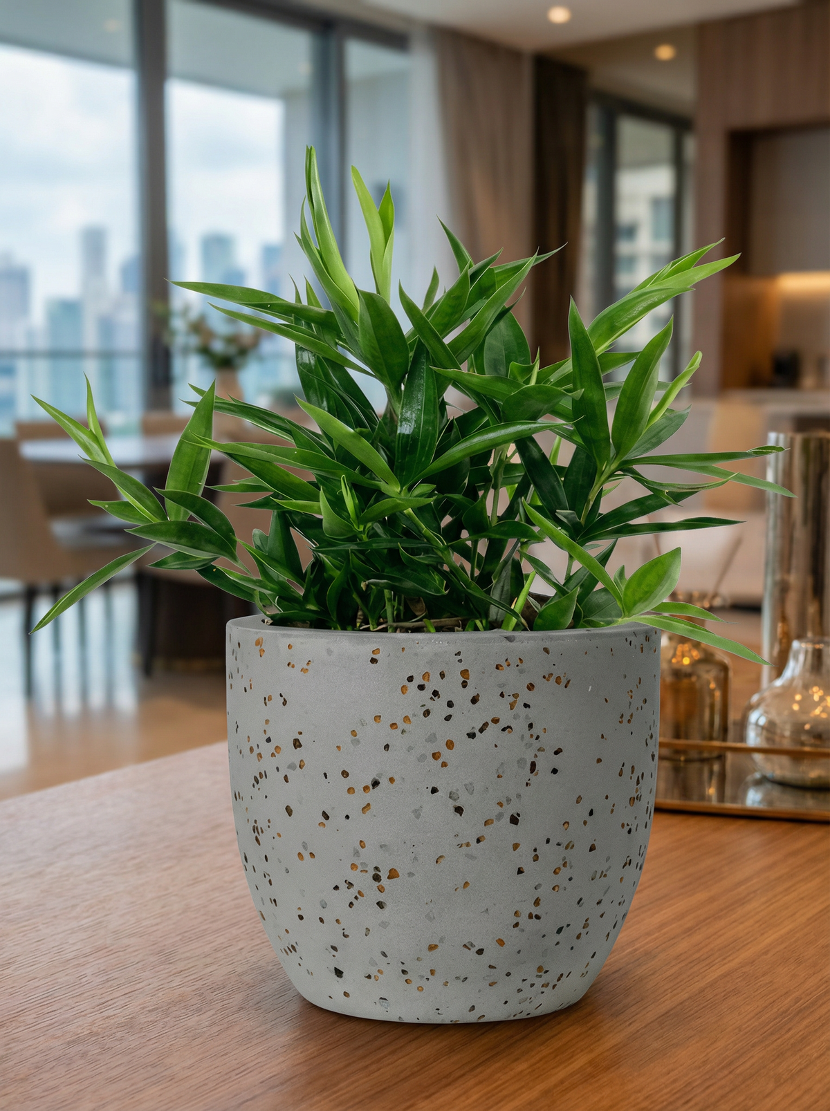 Dracaena Surculosa - Japanese Bamboo