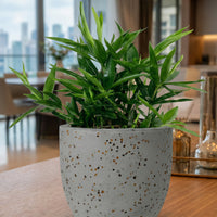 Dracaena Surculosa - Japanese Bamboo