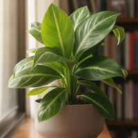 Spathiphyllum ‘White Stripe’