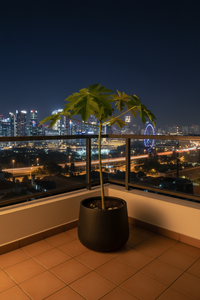 Papaya Plant Tall - Potted plant -  Tumbleweed Plants