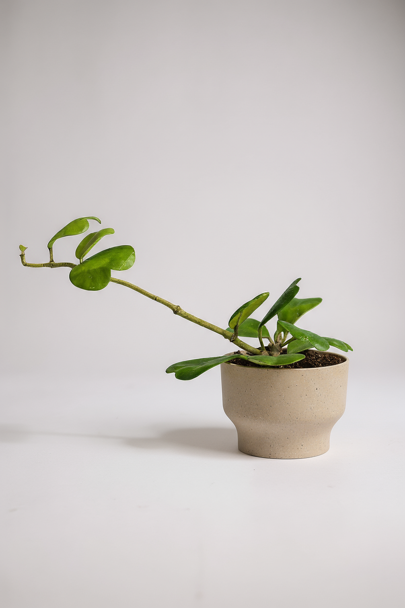 Sweetheart Hoya - Potted plant -  Tumbleweed Plants