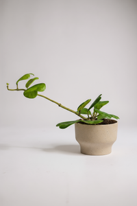 Sweetheart Hoya - Potted plant -  Tumbleweed Plants