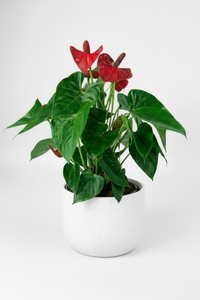 Anthurium Flamingo Red Junior - Potted plant -  Tumbleweed Plants