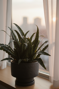 Cryptanthus Fosterianus - Potted plant -  Tumbleweed Plants