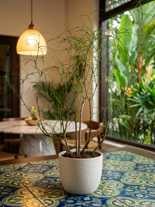 Euphorbia Hedyotoides