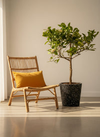 Junior Lemon Tree - Potted plant -  Tumbleweed Plants