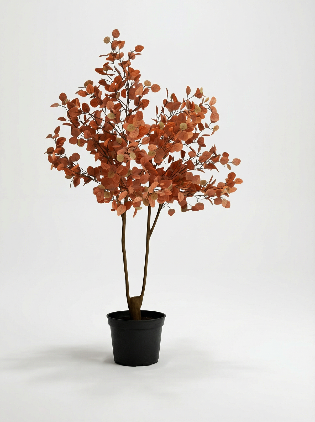 Eucalyptus Real-Trunk Artificial