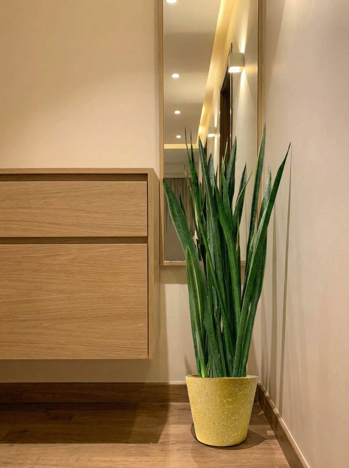 Sansevieria Black Gold