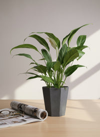 Peace Lily - Big Leaf (0.4m)
