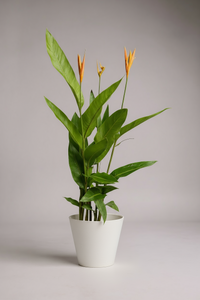 Heliconia - Tall - Potted plant -  Tumbleweed Plants