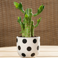Mini Lucky Bamboo Plant