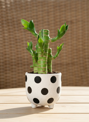 Mini Lucky Bamboo Plant