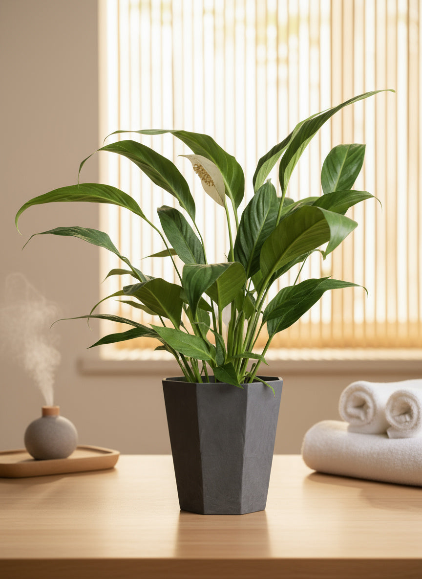 Peace Lily - Big Leaf (0.4m)