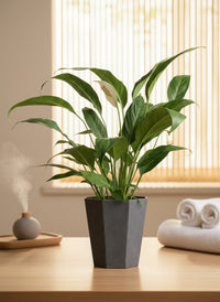 Peace Lily - Big Leaf (0.4m)