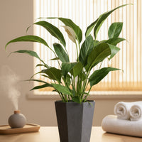 Peace Lily - Big Leaf (0.4m)