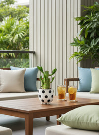 Mini Lucky Bamboo Plant