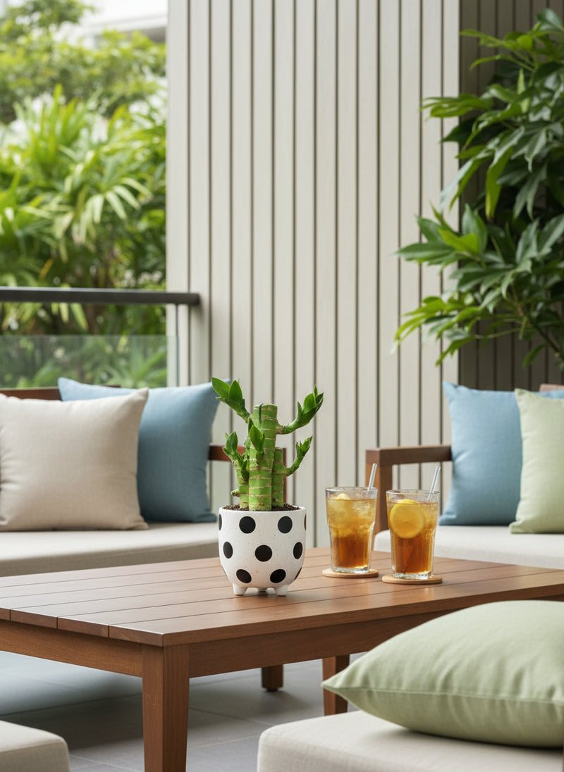 Mini Lucky Bamboo Plant