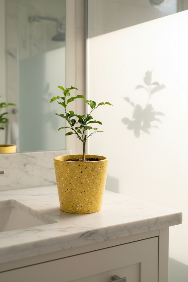 Pomelo Tree - Potted plant -  Tumbleweed Plants