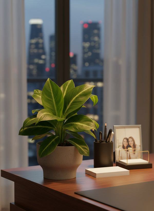 Spathiphyllum ‘White Stripe’ - Potted plant -  Tumbleweed Plants