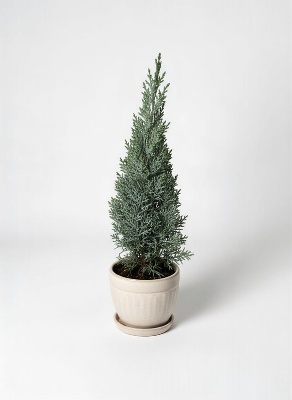 Mini Christmas Tree - Columnaris Glauca - Potted plant - POTT - MINI - GRW - 7463 - Tumbleweed Plants - Online Plant Delivery Singapore
