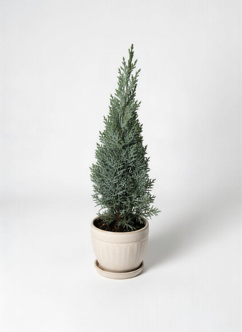 Mini Christmas Tree - Columnaris Glauca - Potted plant - POTT - MINI - GRW - 7463 - Tumbleweed Plants - Online Plant Delivery Singapore