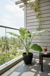 Giant Taro XL - Potted plant -  Tumbleweed Plants