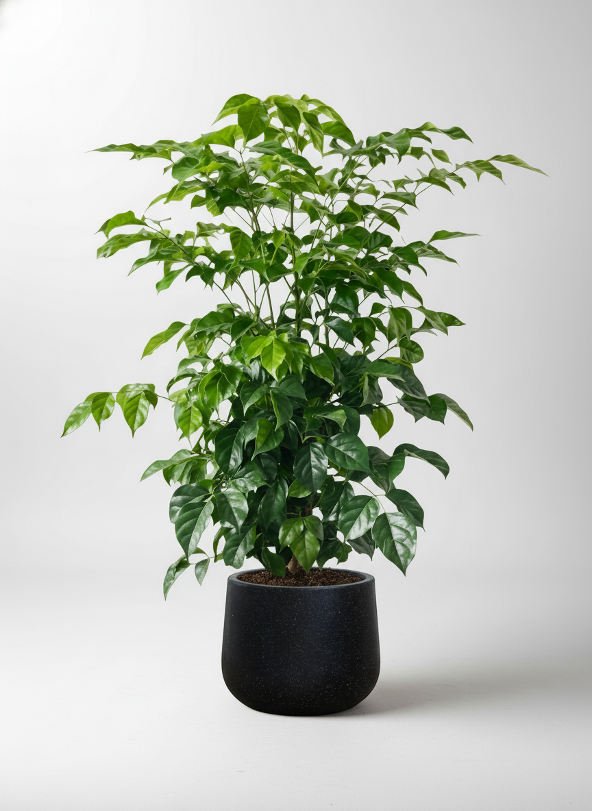 Junior China Doll Tree (0.5m)